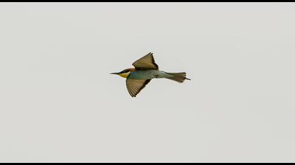 European Bee-eater