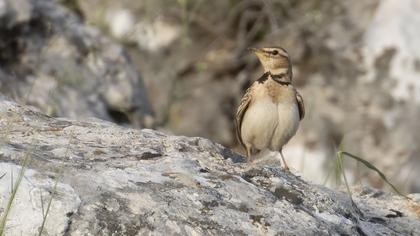 Bimaculated Lark