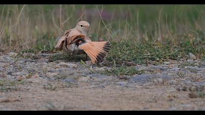 Bar-tailed Lark