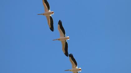 Great White Pelican