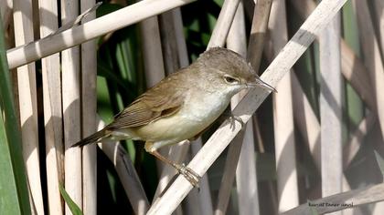 Marsh Warbler