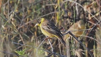 Black-headed Bunting
