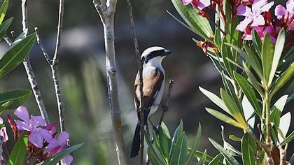 Kızılsırtlı örümcekkuşu