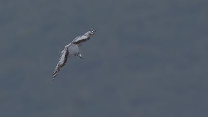 Little Gull