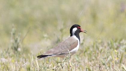 Red-wattled Lapwing