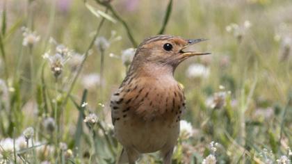 Red-throated Pipit