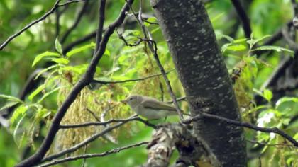 Eastern Bonelli`s Warbler