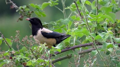 Rosy Starling