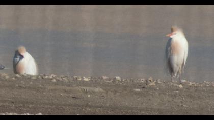 Sığır balıkçılı