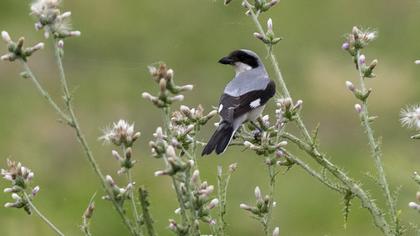 Lesser Grey Shrike