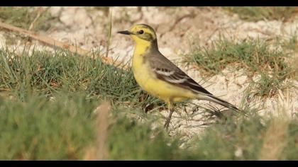Citrine Wagtail