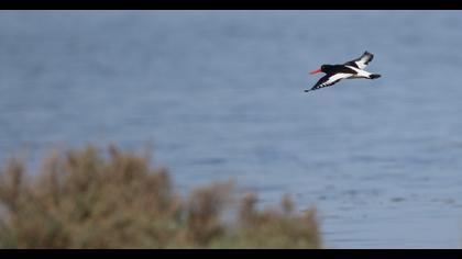 Eurasian Oystercatcher
