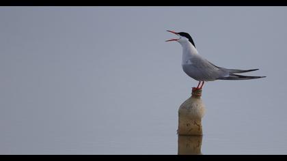 Common Tern