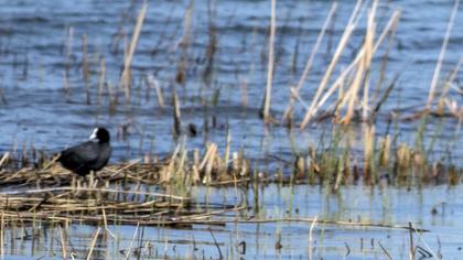 Eurasian Coot