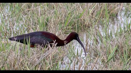 Glossy Ibis