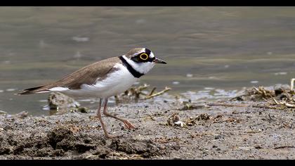 Little Ringed Plover
