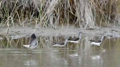 Bataklık düdükçünü