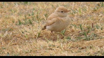 Bar-tailed Lark