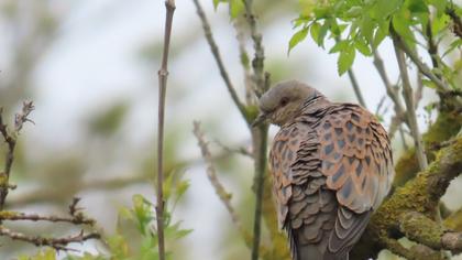 European Turtle Dove