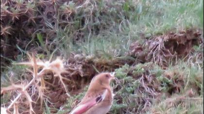 Eurasian Crimson-winged Finch