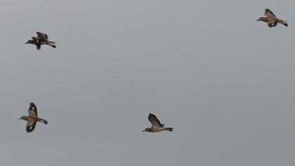 Eurasian Stone-curlew