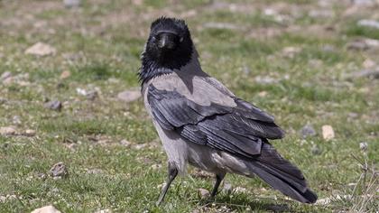 Hooded Crow
