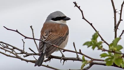 Kızılsırtlı örümcekkuşu