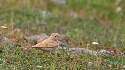 Bar-tailed Lark