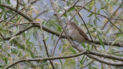 Garden Warbler