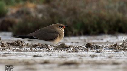 Collared Pratincole