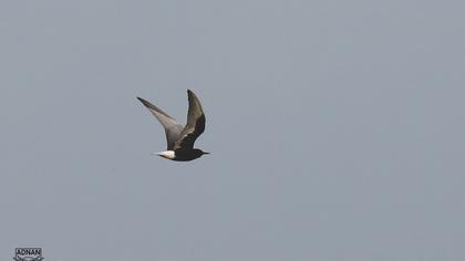 White-winged Tern