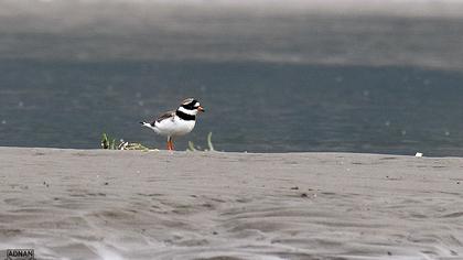 Common Ringed Plover