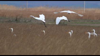 Great Egret