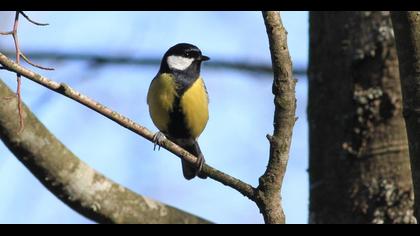 Great Tit