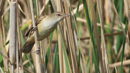 Great Reed Warbler