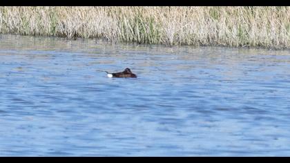 Ferruginous Duck