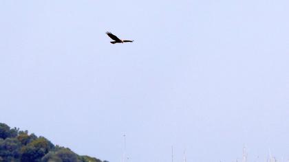 Western Marsh Harrier