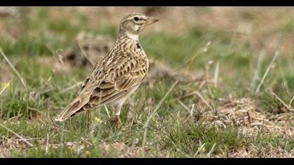 Bimaculated Lark