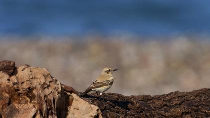 Desert Wheatear