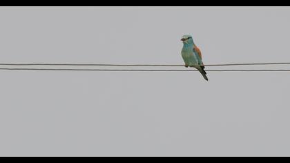 European Roller