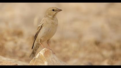 Pale Rockfinch