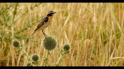 Whinchat
