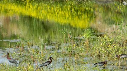 Glossy Ibis