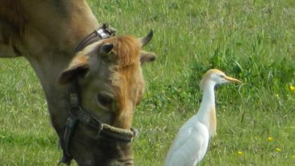 Western Cattle Egret