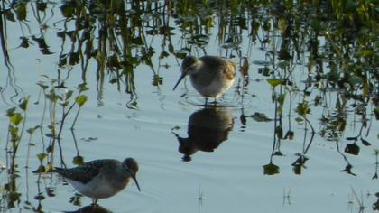 Wood Sandpiper