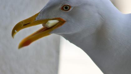 Yellow-legged Gull