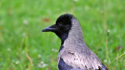 Hooded Crow