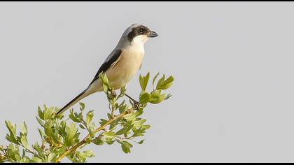 Lesser Grey Shrike