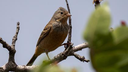 Cretzschmar`s Bunting