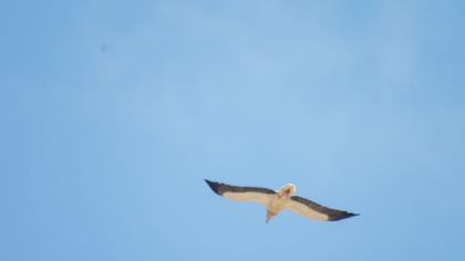 Egyptian Vulture